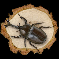 ̊GFJugV (Rhinoceros beetle)