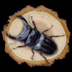 ̊GFIINK^ (Stag beetle)
