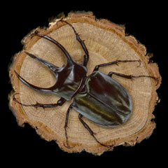 ̊GFR[JTXIIJug (Caucasus Beetle)