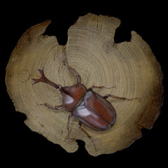 ̊GFRhinoceros beetle^JugV Version1.2