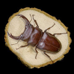 ̊GFԂIINK^ (Stag beetle)