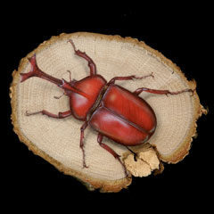 ̊GFԂJugV (Rhinoceros beetle)