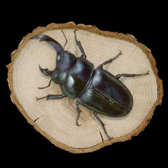 �����̊G�FRare Hermaphrodite Stag Beetle�^���A�Ȏ��Y���̂̃I�I�N���K�^ (Dorcus hopei binodulosus)