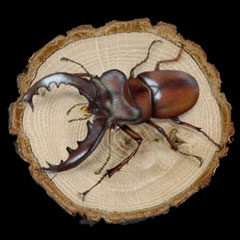 �����̊G�FLucanus maculifemoratus�^�~���}�N���K�^ ���b�h�A�C