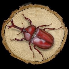 ̊GFRhinoceros beetle^ԂJugV (Lot04) 