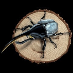 �����̊G�FDynastes hercules�^�w���N���X�I�I�J�u�g