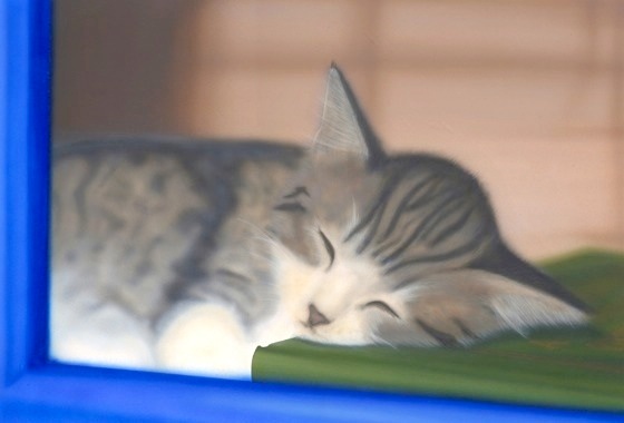 �q�L�̊G�F���Ђ��