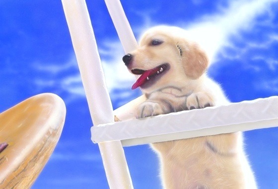 �q���̊G�FGolden Surfer�^Golden Retriever