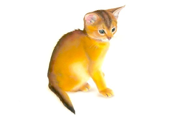 �q�L�̊G�F�A�r�V�j�A�� (Abyssinian)