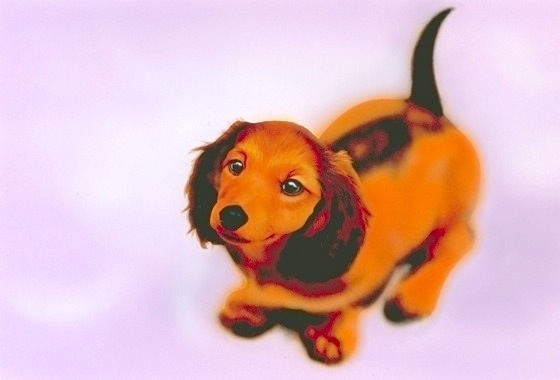 �q���̊G�F�~�j�`���A�_�b�N�X�t���h�^Dachshund