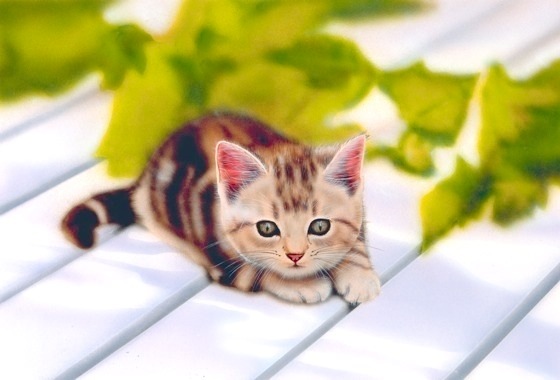 �q�L�̊G�F�A�����J���V���[�g�w�A�^American Shorthair