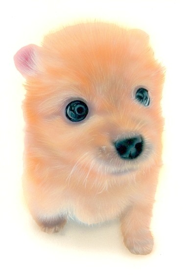 �q���̊G�F�|�����j�A���^Pomeranian