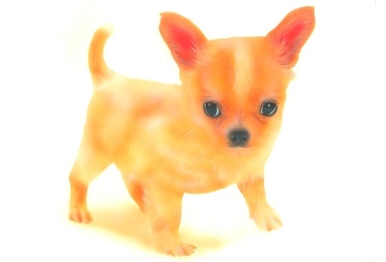�q���̊G�F�`�����^Chihuahua