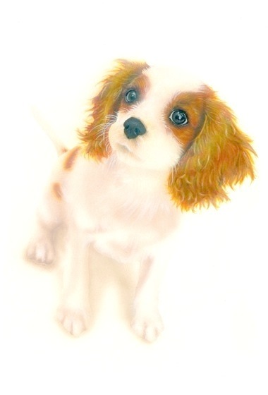 �q���̊G�F�L���o���A �L���O �`���[���Y �X�p�j�G���^Cavalier King Charles Spaniel