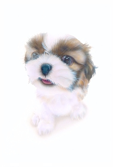 �q���̊G�F�V�[�E�Y�[�^Shih Tzu