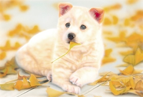 �q���̊G�F���ʂƃC�`���E