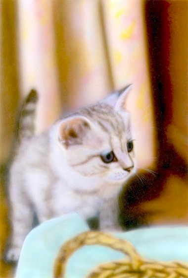 �q�L�̊G�F�uYOU�v-2003-