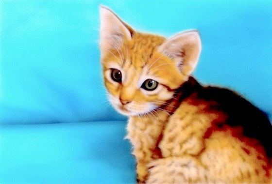 �q�L�̊G�F�u�ɂႠ�ɁH�v�i�I�V�L���b�g -Ocicat-�j