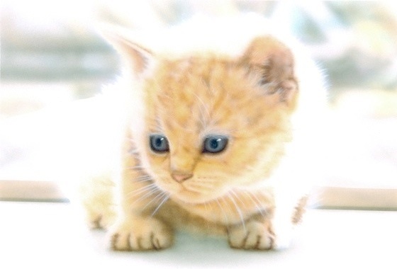 �q�L�̊G�F�Ԃ肵��[ -British Shorthair-