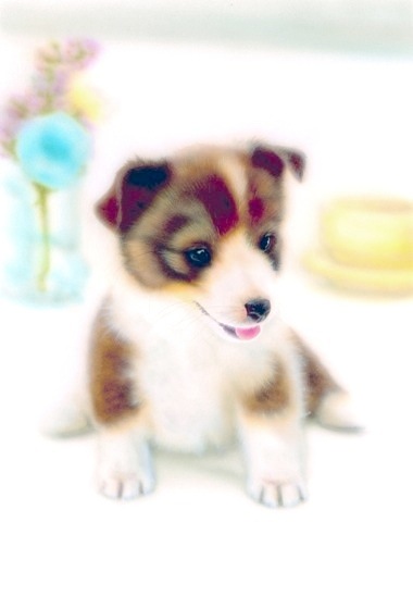 �q���̊G�F�V�F���e�B