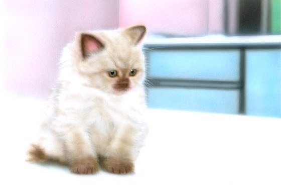 �q�L�̊G�F�q�}������