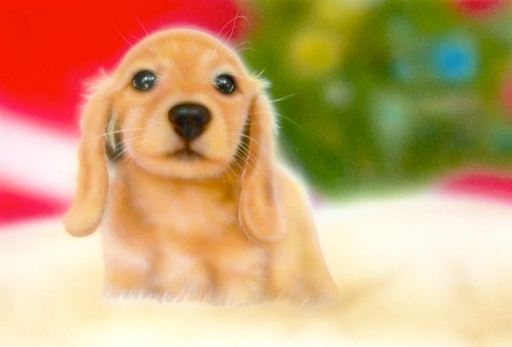 �q���̊G�F�����N�� -Merry Christmas-