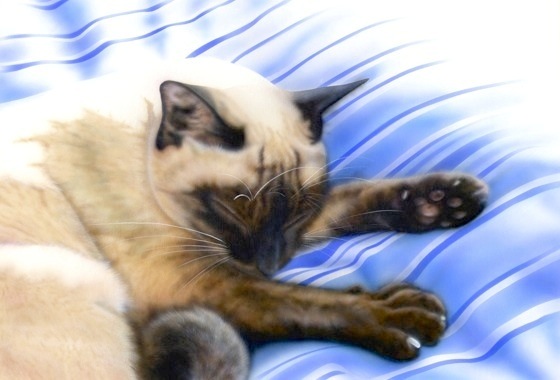 �q�L�̊G�F�����̎�