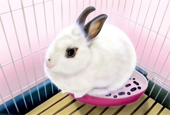 �������̊G�F�������̃~�[����i�����̂��񂿂��Ă�p���ăJ���C�C��ˁj