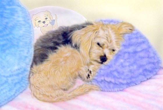 �q���̊G�F���S���Ė����ꏊ�i���q�����L���j