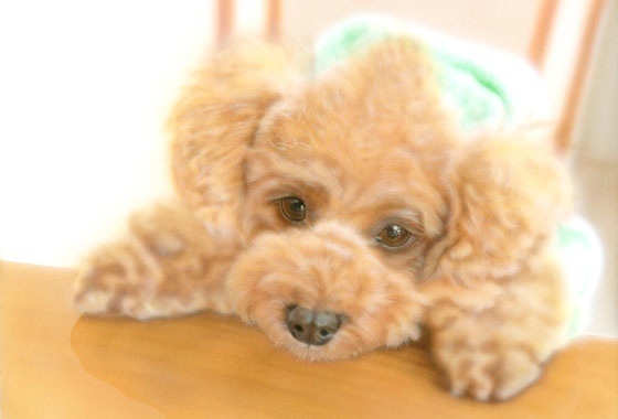 �q���̊G�^���f�����̃i�b�c�N�i�g�C�E�v�[�h���j