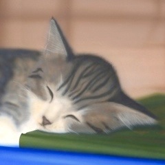 �q�L�̊G�F���Ђ��