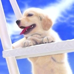 �q���̊G�F�uGONTA�v�S�[���f�� ���g���[�o�[�^Golden Retriever