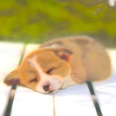 �q���̊G�F�R�[�M�[�^Corgi