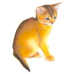 �q�L�̊G�F�A�r�V�j�A�� (Abyssinian) 