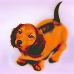 �q���̊G�F�~�j�`���A�_�b�N�X�t���h�^Dachshund