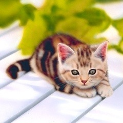 �q�L�̊G�F�A�����J���V���[�g�w�A�^American Shorthair