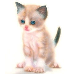 �q�L�̊G�F���O�h�[���^Ragdoll