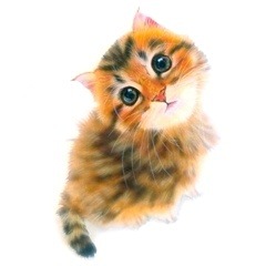 �q�L�̊G�F�`���`���S�[���f���^Chinchilla Golden