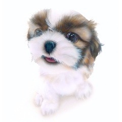 �q���̊G�F�V�[�E�Y�[�^Shih Tzu