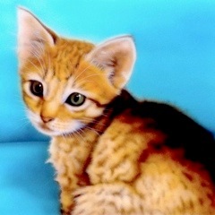 �q�L�̊G�F�u�ɂႠ�ɁH�v�i�I�V�L���b�g -Ocicat-�j