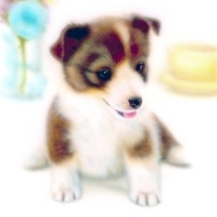 �q���̊G�F�V�F���e�B -Shetland Sheepdog-