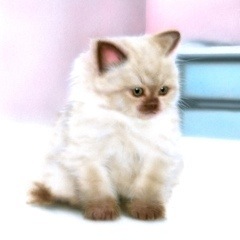 �q�L�̊G�F�q�}������