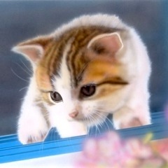 �q�L�̊G�F�u�͂��߂Ă̊O�o�v�i�}���`�J��1�j