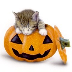 �q�L�̊G�FHalloween Cat�i�ŋ߂��C�ɓ���̐Q���j