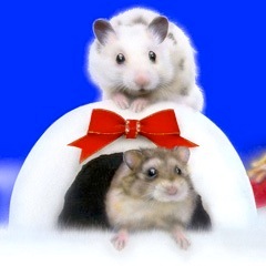 �n���X�^�[�̊G�FWonderful Small World