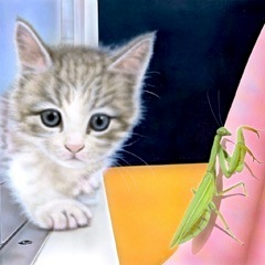 �q�L�̊G�FCurious kitten II �`�J�}�L���̊�@�`