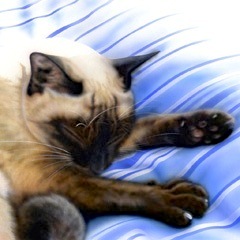 �q�L�̊G�F�����̎�