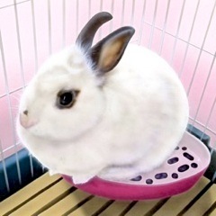 �������̊G�F�������̃~�[����i�����̂��񂿂��Ă�p���ăJ���C�C��ˁj