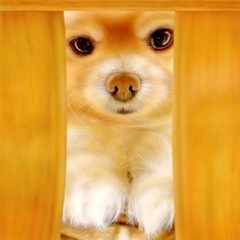 �q���̊G�Fmadopo:nala�i�Ȃ�ہj