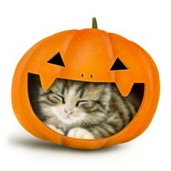 �q�L�̊G�FHalloween Cat 2012�i�ŋ߂��C�ɓ���̐Q���j